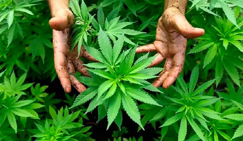 Mexico to Give the Green Light to Recreational Marijuana